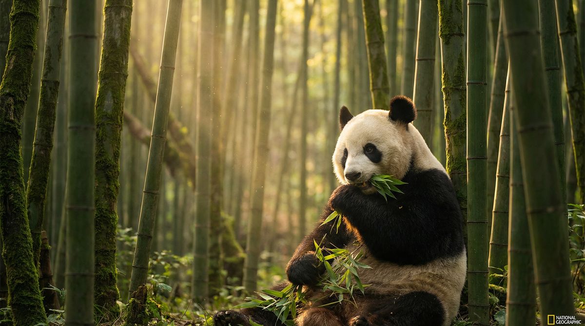 中文字幕动物写真视频社区